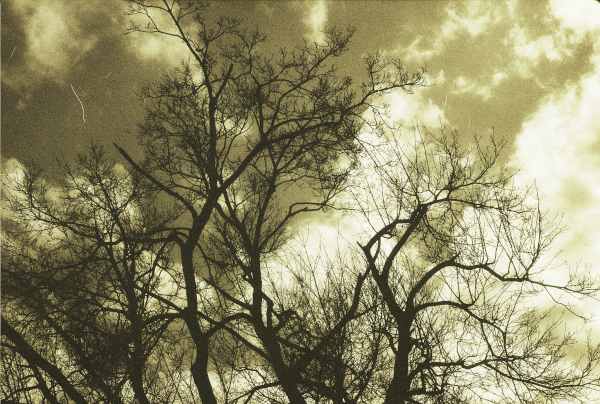 Polaroid Polagraph sample image.
